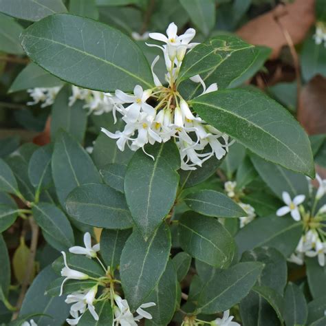 Osmanthus virág