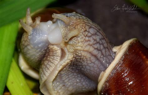 Hermafrodita csiga párosodás