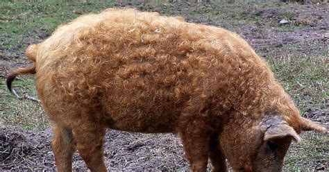 Mangalica sertés