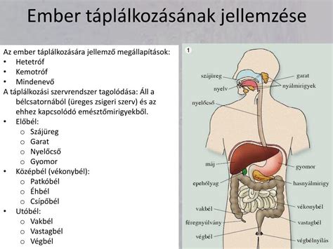 Paleolit ember táplálkozása