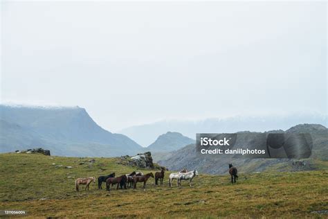 Alpesi táj legelésző tehenekkel