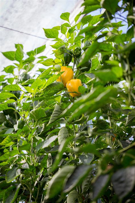 Paprika, mint vitamin- és antioxidánsforrás