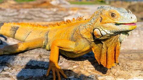 Az iguana élőhelye és a védett fajok