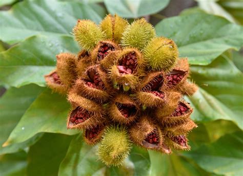 Achiote magok és paszta