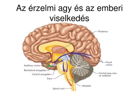 Az agyi területek működése kóma esetén