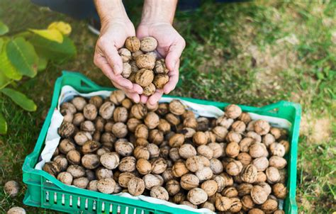 Diószedés a fáról