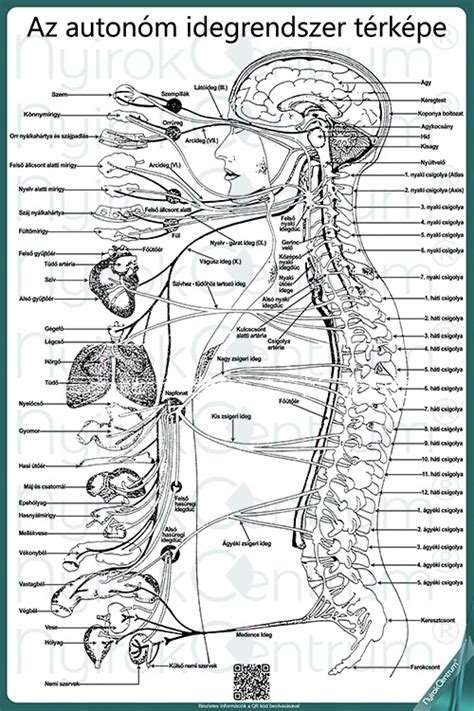 Az emberi test anyagcseréjét ábrázoló infografika