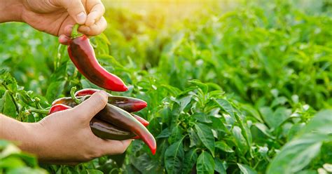 érett chili paprika betakarítása