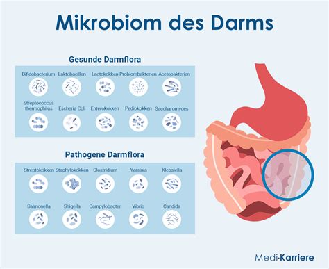 A mikrobiom diverzitását bemutató infografika