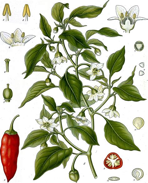 Capsicum annuum fajtái