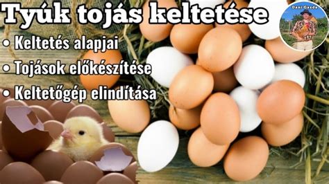 A tojás keltetése