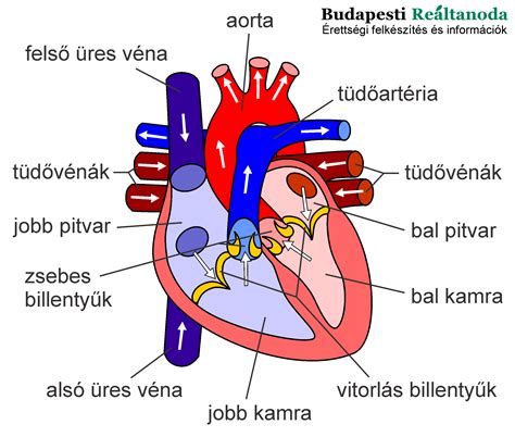 A tejcsatorna anatómiai felépítését bemutató diagram, kiemelve az elzáródott csatornát