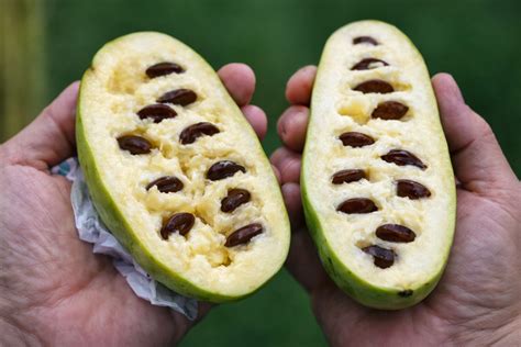 Pawpaw gyümölcsök egy fán