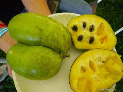 Pawpaw magok
