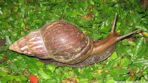 Afrikai óriáscsiga Lissachatina reticulata