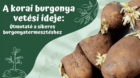 Burgonya áttörése villával
