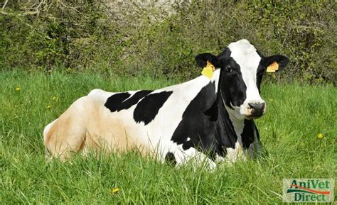 Holstein-fríz tehéncsalád