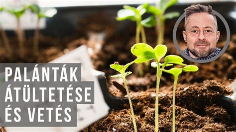 palánták ritkítása és szétrakása