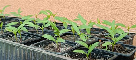 paprika növényvédelmi teendők