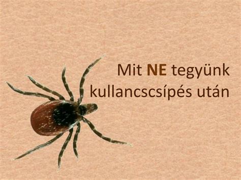Kullancs ellenőrzés kirándulás után