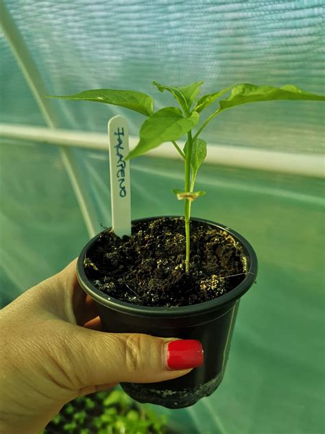 Jalapeno paprika palánták