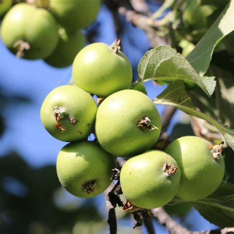 Malus sieversii alma