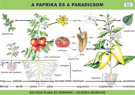 Paprika virágok és termések