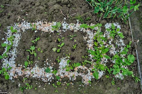 Tojáshéj felhasználása növények trágyázására