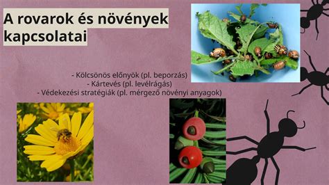 rovarok osztályozása és morfológiai jellemzői