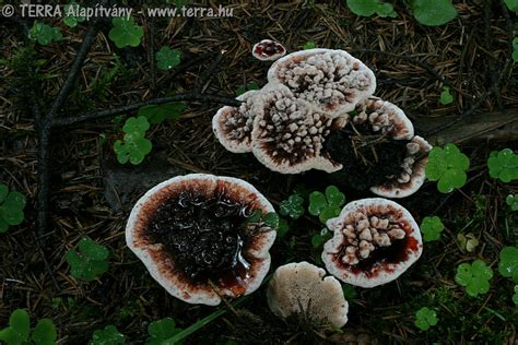 A csípős parásgereben (Hydnellum peckii) vágott húsának zónás szerkezete