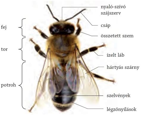 A méh anatómiai felépítése a spirál felhelyezésekor