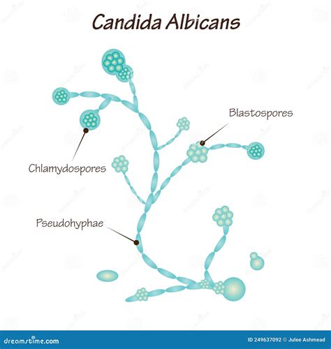 Candida albicans mikroszkópi képe