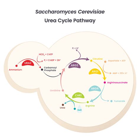 A Saccharomyces cerevisiae életciklusa