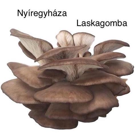 laskagomba tápanyagtartalma infografika