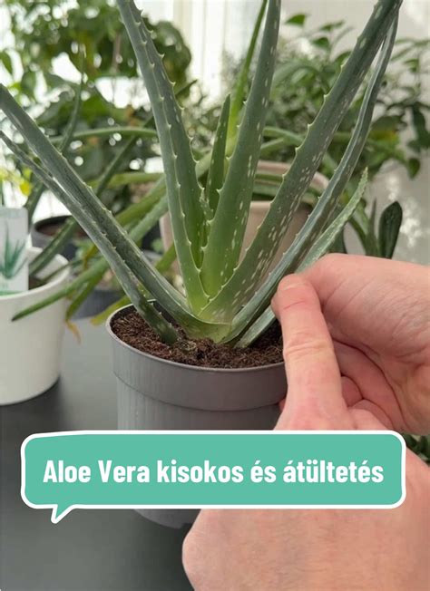 Aloe vera kivonat jótékony hatásai
