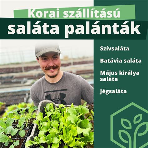 Saláta palánták