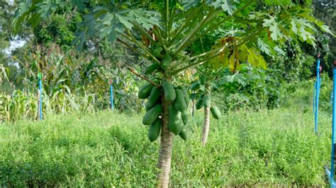 Papaya fa és termése
