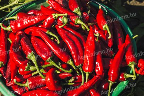 Frissen szedett paprika C-vitamin tartalom jelölésével