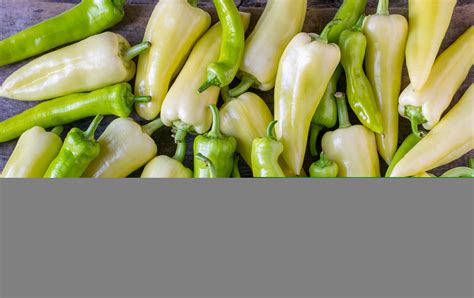 Szentesi paprika termesztése