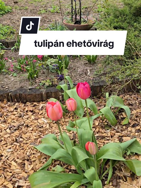 A kiskirály korona és a tulipán szirmok megrajzolása