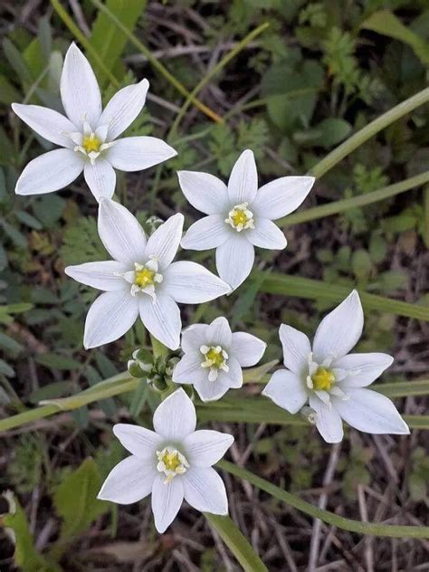 Az ernyős madártej (Ornithogalum umbellatum) virágainak közeli képe, amelyen jól látható a hatágú, csillag alakú szerkezet
