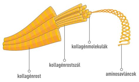 kollagén molekula szerkezete