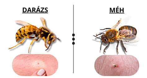 Tájolást végző méh