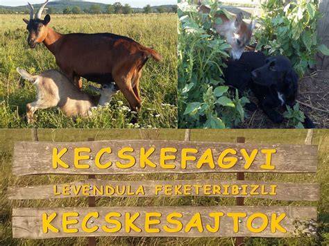 Kecskefarm napos időben