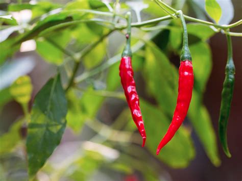 Cayenne paprika növény