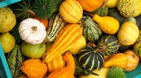 Többféle sütőtök és dísztök
