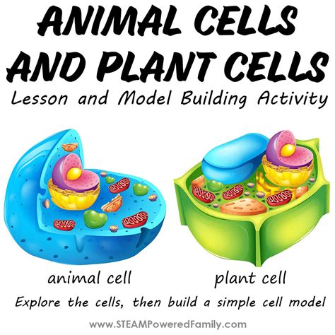 Cell tökéletes formában