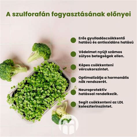 Diagram a szulforafán hatásmechanizmusáról az Nrf2 útvonalon keresztül
