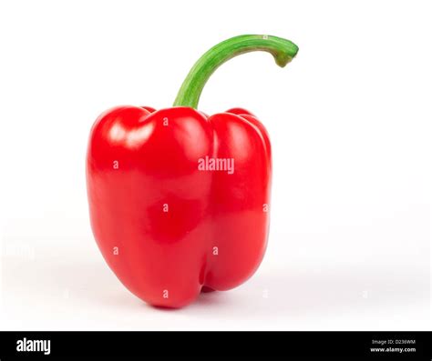 A paprika növénytani ábrázolása