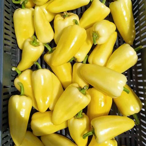 A „Javított Bogyiszlói” paprika termése